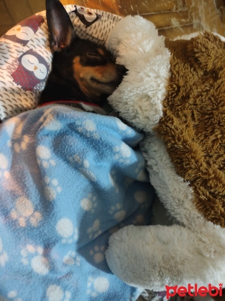 Minyatür Pinscher, Köpek  Herkül fotoğrafı
