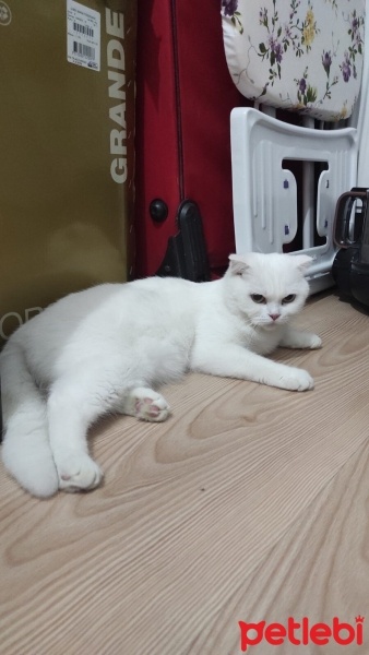 Scottish Fold, Kedi  pamuk fotoğrafı