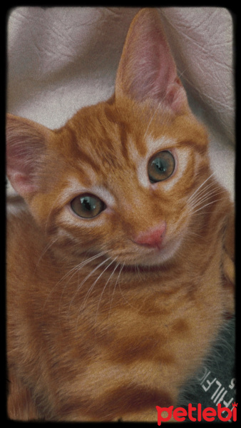 Tekir Kedi, Kedi  Limon fotoğrafı