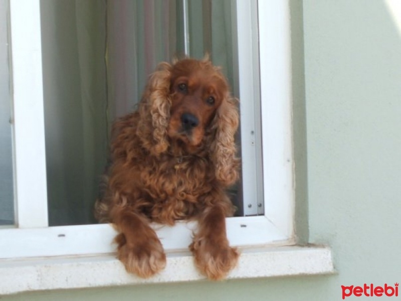 İngiliz Cocker Spaniel, Köpek  BUFFY fotoğrafı