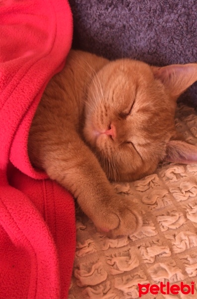 British Shorthair, Kedi  SUNNY fotoğrafı