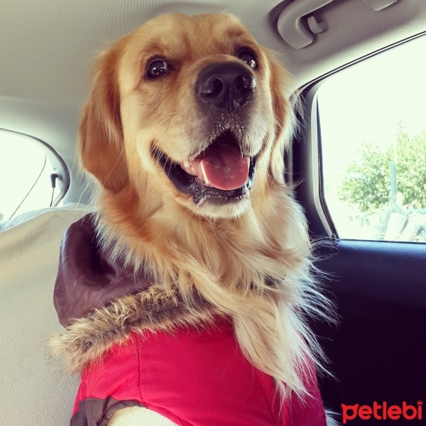 Golden Retriever, Köpek  Paşa fotoğrafı