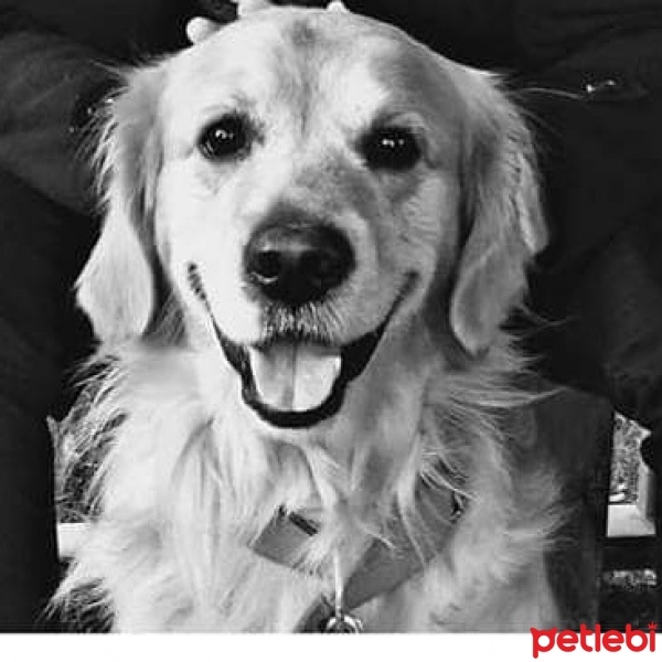 Golden Retriever, Köpek  Paşa fotoğrafı