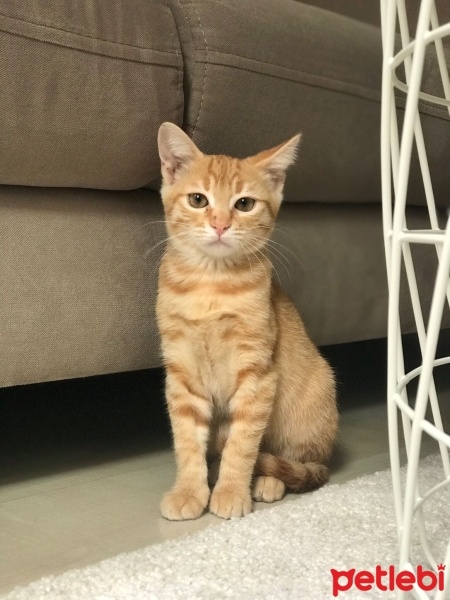 Sarman, Kedi  Minnoş fotoğrafı