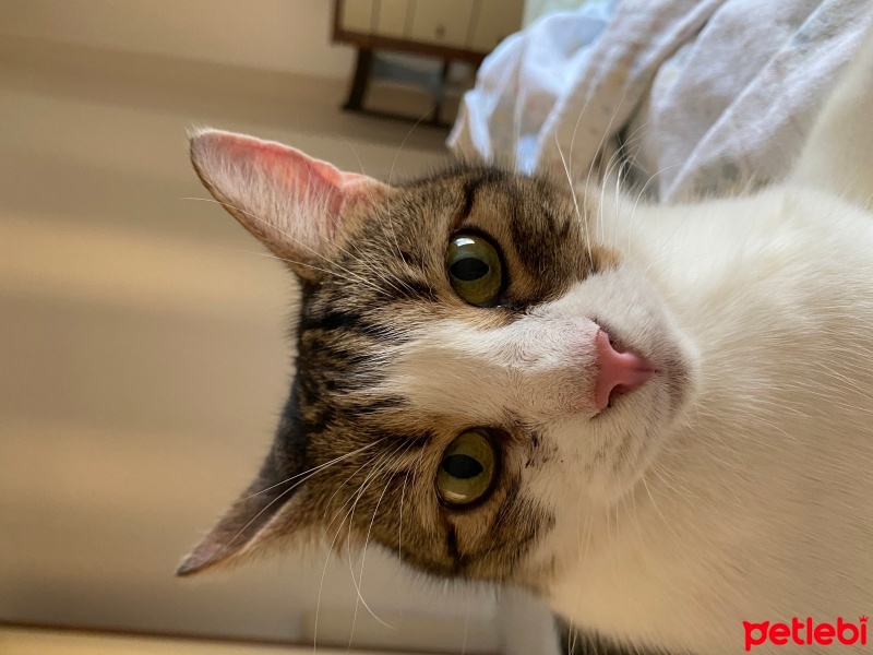 Tekir Kedi, Kedi  Sincap fotoğrafı