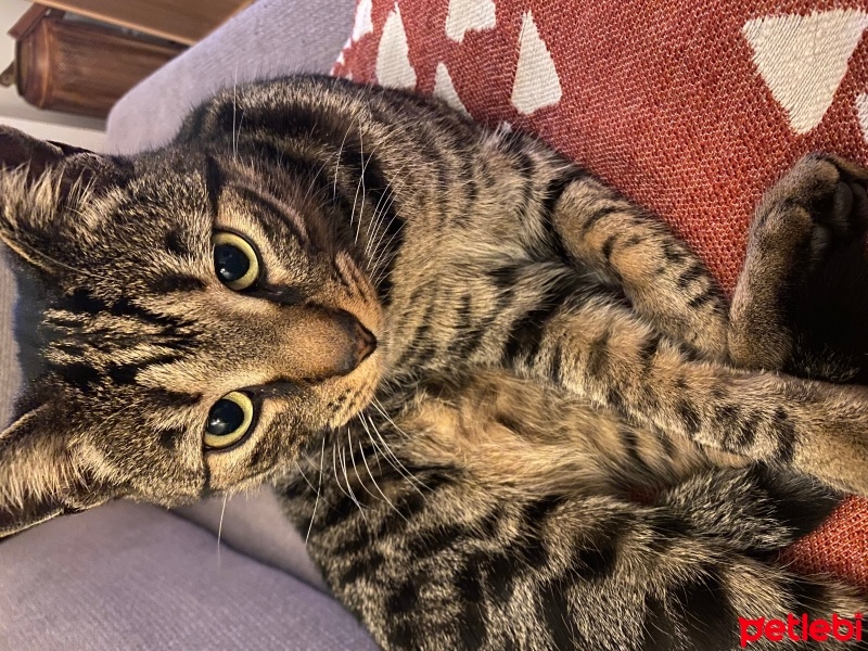 Tekir Kedi, Kedi  Ceviz fotoğrafı