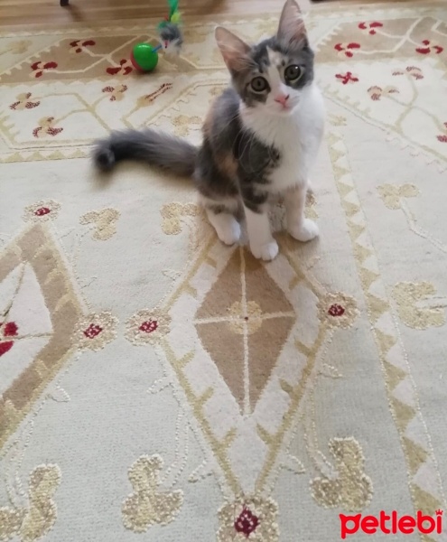 American Shorthair, Kedi  Ceku fotoğrafı