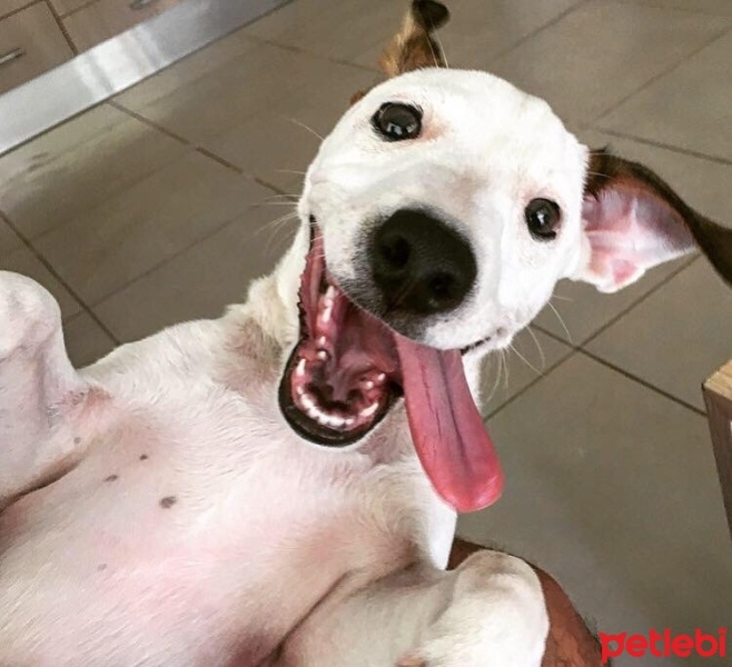 Jack Russell Terrier, Köpek  Milo fotoğrafı
