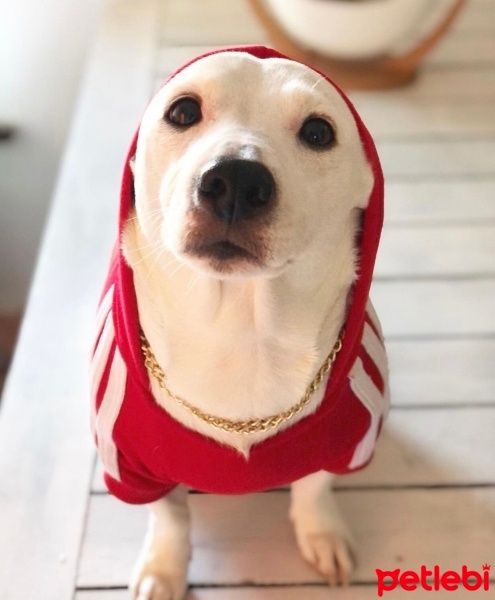 Jack Russell Terrier, Köpek  Milo fotoğrafı