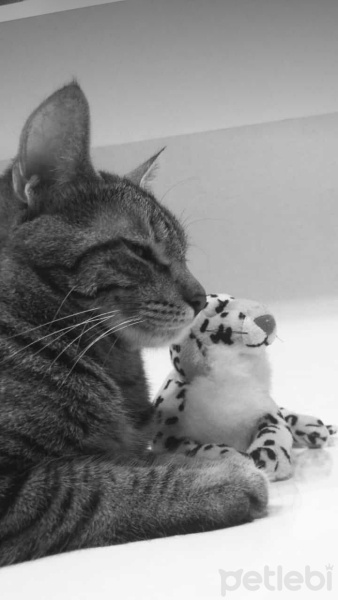 Tekir Kedi, Kedi  Şila fotoğrafı