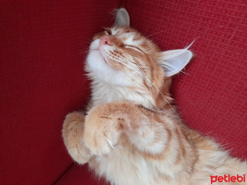 Sarman, Kedi  Yumak fotoğrafı