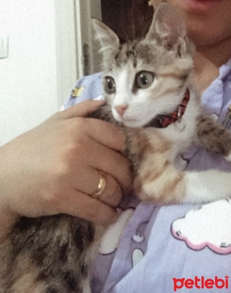 Tekir Kedi, Kedi  Miya fotoğrafı
