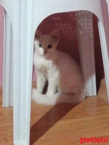 Tekir Kedi, Kedi  Zeus fotoğrafı