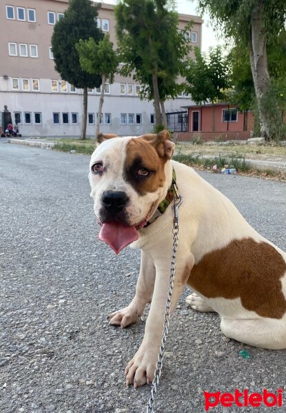 Amerikan Pitbull Terrier, Köpek  Baron fotoğrafı