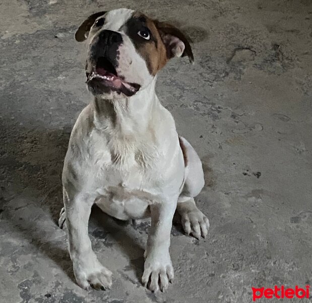 Amerikan Pitbull Terrier, Köpek  Baron fotoğrafı