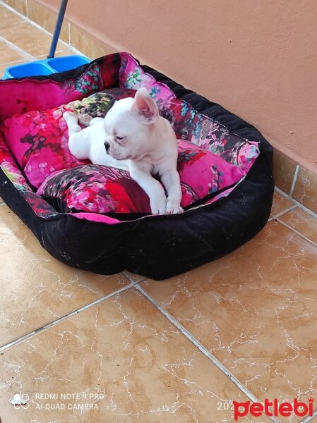 Bull Terrier, Köpek  Alex fotoğrafı