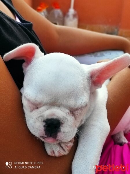 Bull Terrier, Köpek  Alex fotoğrafı