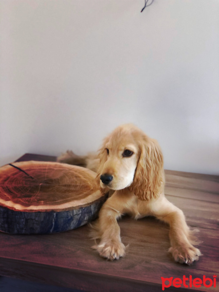 Amerikan Cocker Spaniel, Köpek  Behlül fotoğrafı