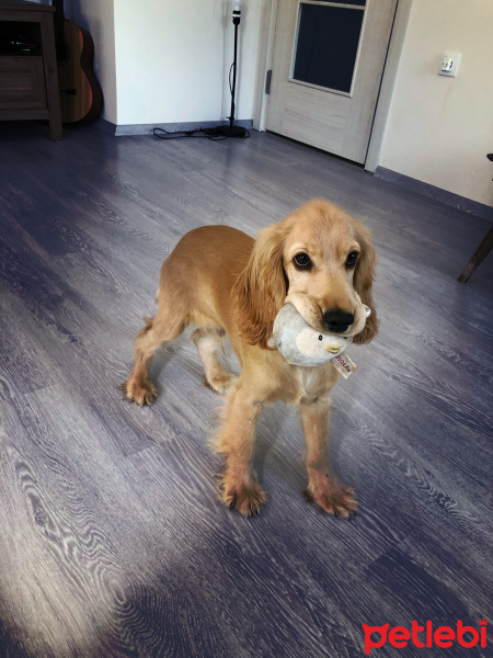 Amerikan Cocker Spaniel, Köpek  Behlül fotoğrafı