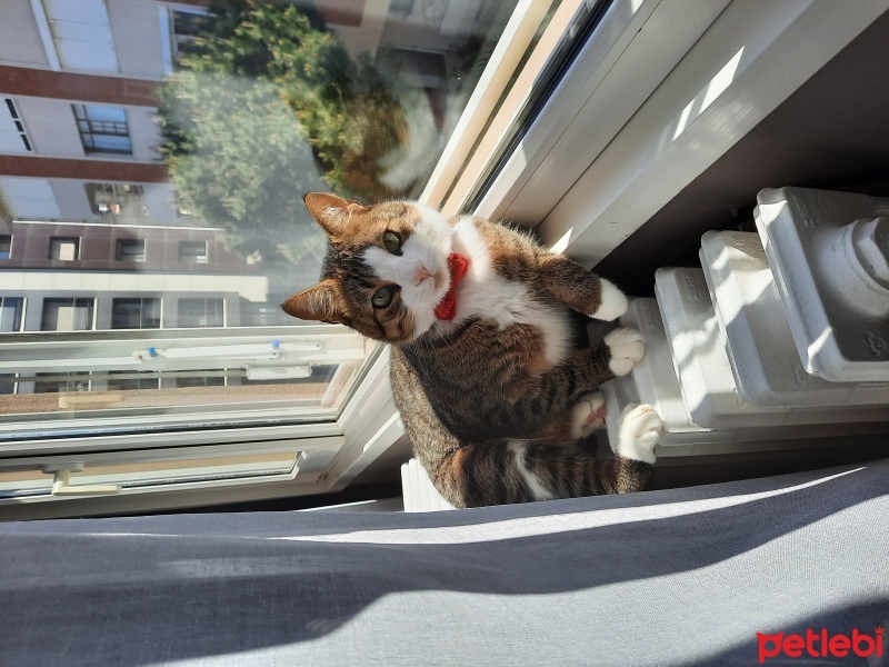 Tekir Kedi, Kedi  Turşu fotoğrafı