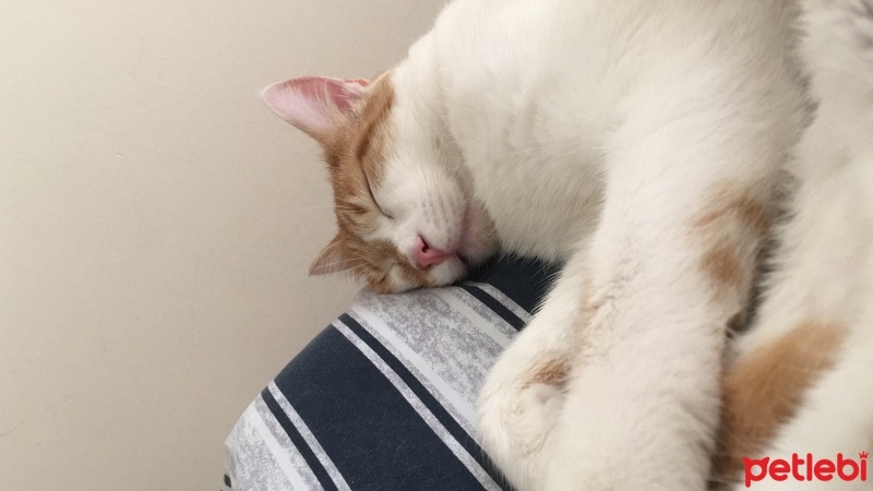 Sarman, Kedi  Zago fotoğrafı