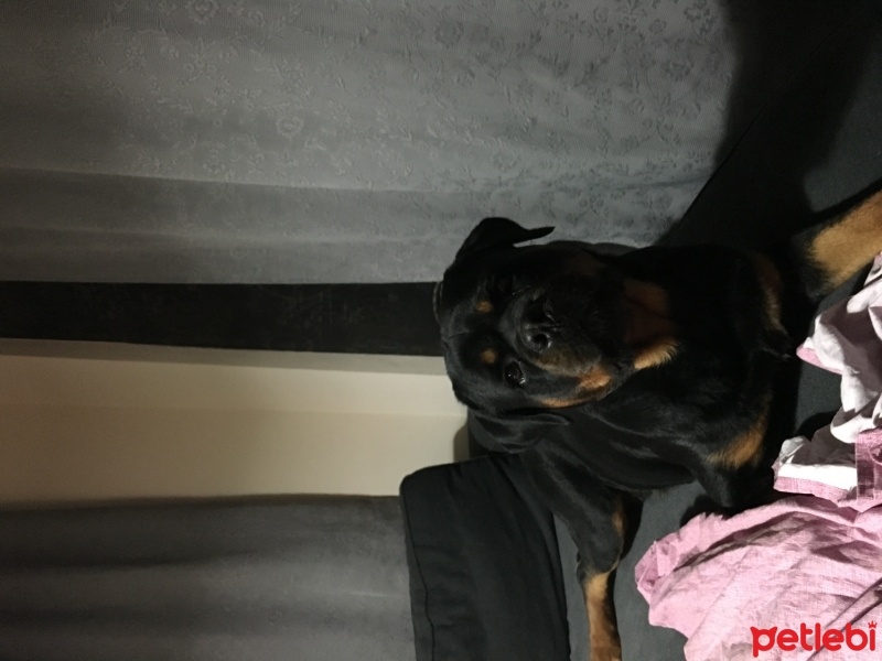 Rottweiler, Köpek  Leo fotoğrafı