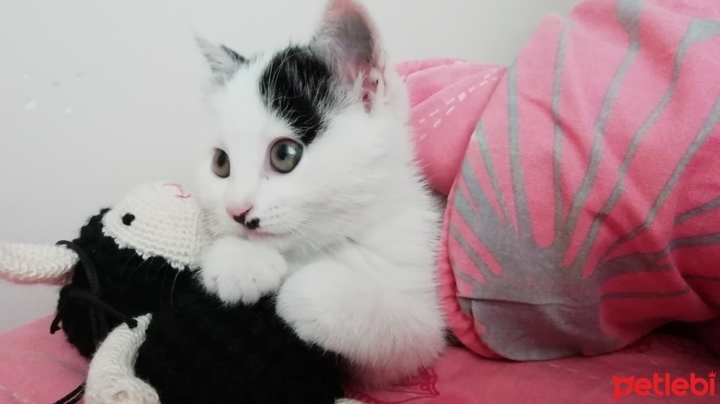 Tekir Kedi, Kedi  Pamuk fotoğrafı
