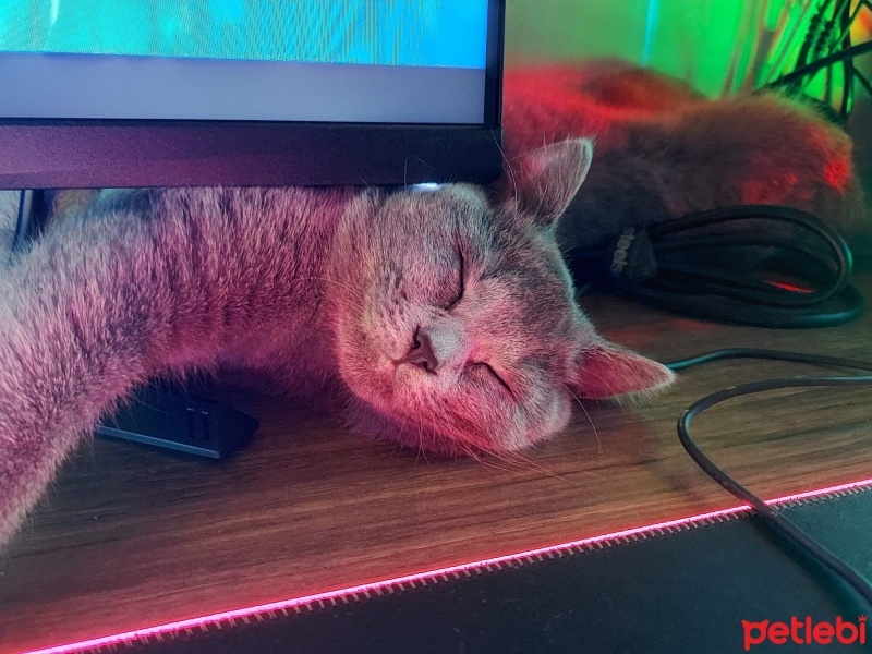 British Shorthair, Kedi  HERA fotoğrafı
