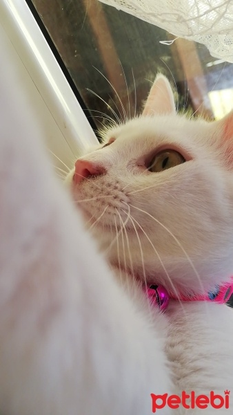 Ankara Kedisi, Kedi  Pamuk fotoğrafı