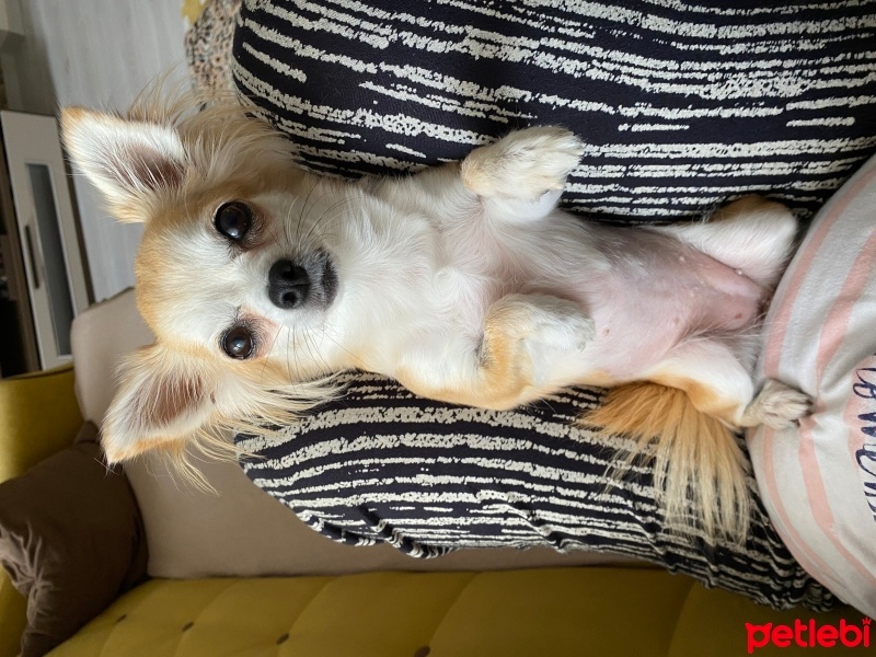Chihuahua, Köpek  Şiva fotoğrafı