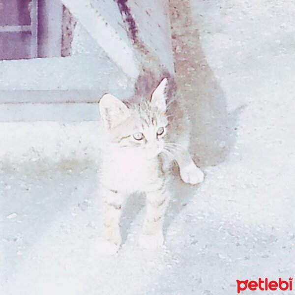 Soke, Kedi  pıtır fotoğrafı