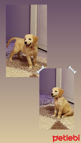 Golden Retriever, Köpek  Sindy fotoğrafı