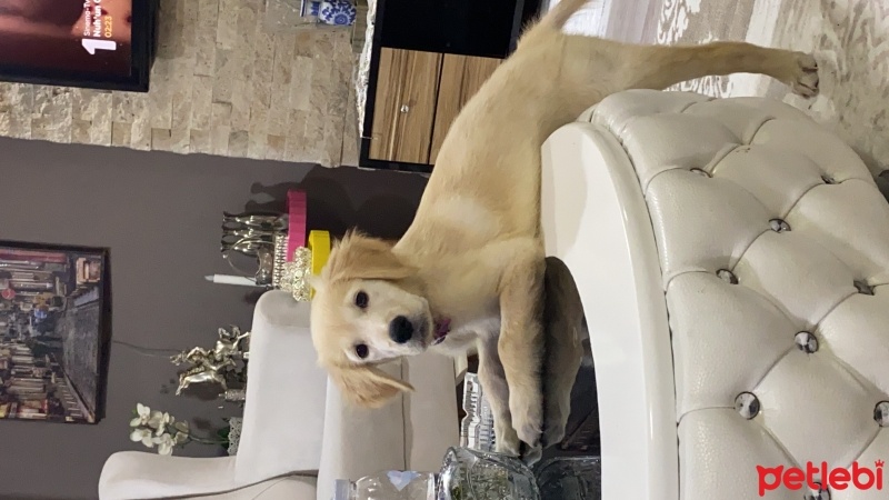 Golden Retriever, Köpek  Sindy fotoğrafı