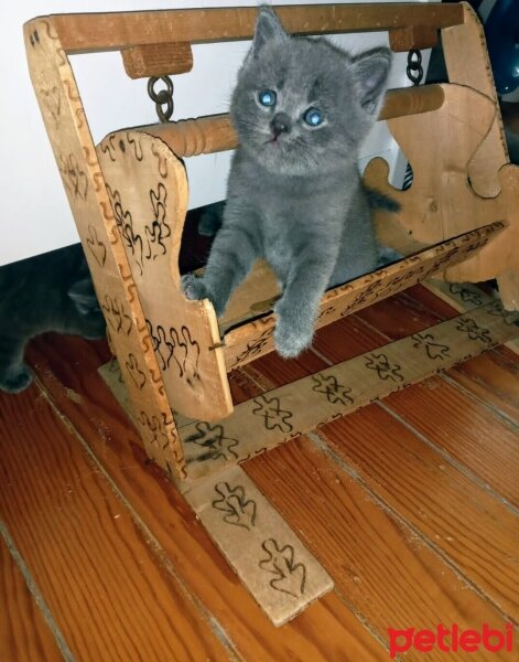 British Shorthair, Kedi  Bıdık fotoğrafı