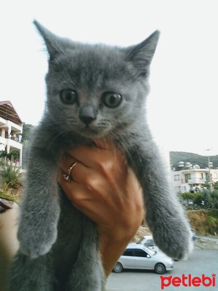 British Shorthair, Kedi  Bıdık fotoğrafı