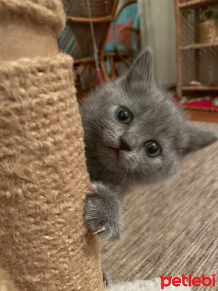 British Shorthair, Kedi  Bıdık fotoğrafı