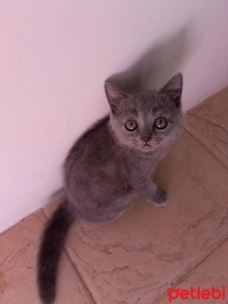 British Shorthair, Kedi  Bıdık fotoğrafı