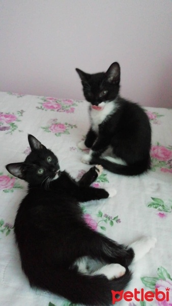 Tuxedo (Smokin) Kedi, Kedi  Gece fotoğrafı