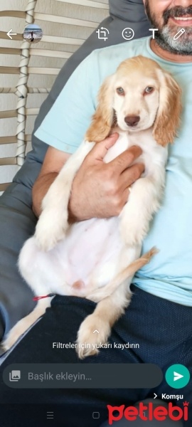 İngiliz Cocker Spaniel, Köpek  Maya fotoğrafı