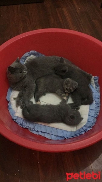 Scottish Fold, Kedi  Bihter fotoğrafı