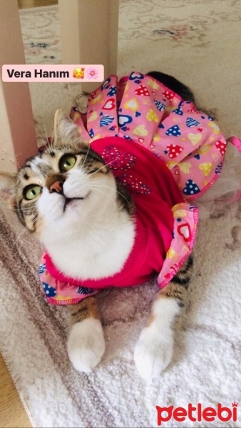 Tekir Kedi, Kedi  Vera fotoğrafı