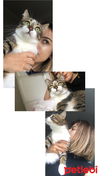 Tekir Kedi, Kedi  Vera fotoğrafı