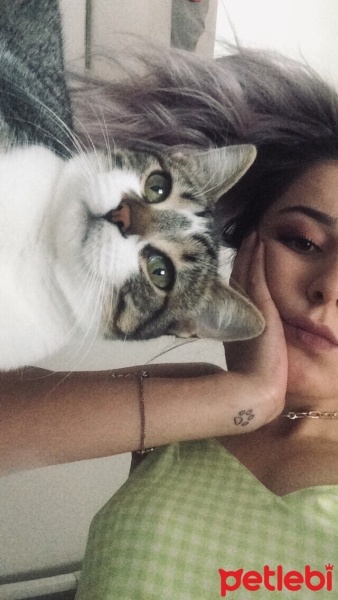Tekir Kedi, Kedi  Vera fotoğrafı