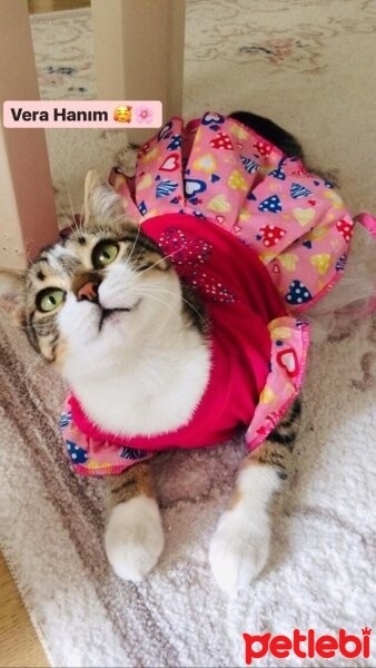 Tekir Kedi, Kedi  Vera fotoğrafı