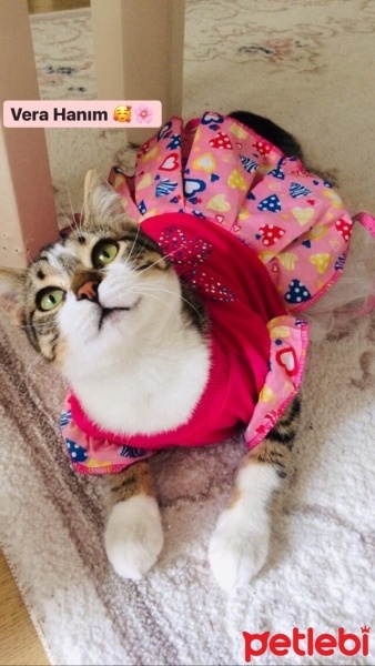 Tekir Kedi, Kedi  Vera fotoğrafı