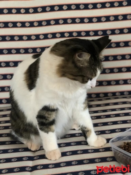 Tekir Kedi, Kedi  Boncuk fotoğrafı
