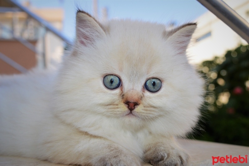 British Shorthair, Kedi  Bulut fotoğrafı