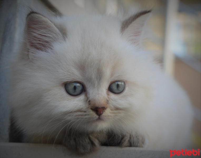 British Shorthair, Kedi  Bulut fotoğrafı
