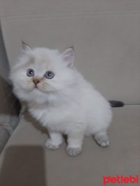 British Shorthair, Kedi  Bulut fotoğrafı