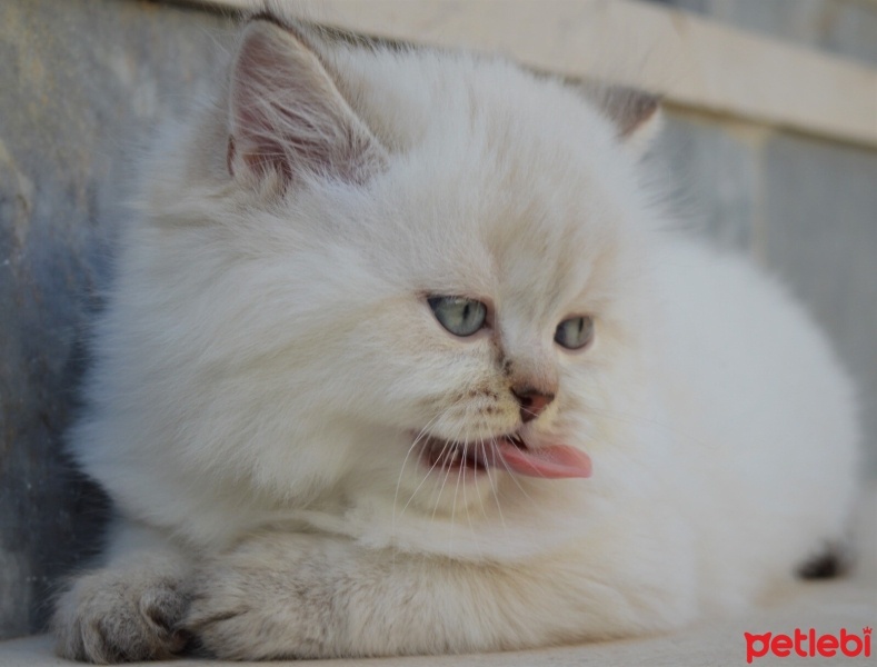 British Shorthair, Kedi  Bulut fotoğrafı